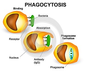 Phagocytosis