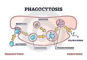 Phagocytosis as cellular ingesting and eliminating process outline diagram photo