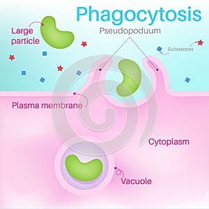 Phagocytosis is a form of cellular digestion.