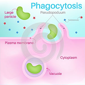 Phagocytosis is a form of cellular digestion. photo