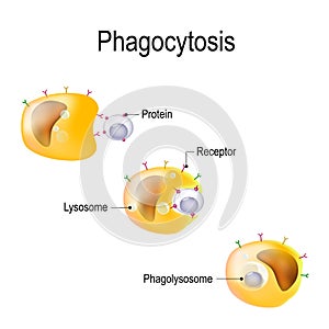 Phagocytosis photo