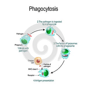 Phagocytosis. immune system. Vector diagram for educational, biological, and science use