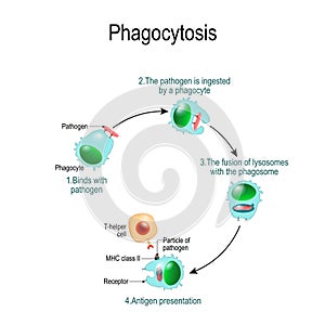 Phagocytosis. immune system. Vector diagram for educational, biological, and science use photo
