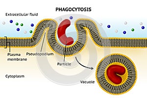 Phagocytosis. Cell transport photo