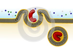 Phagocytosis. Cell transport photo