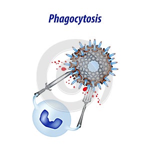 Phagocytosis. Leukocyte absorbs the virus. Infographics.