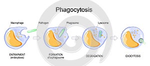 Phagocytosis. macrophage. Stages of mechanism of the immune response photo