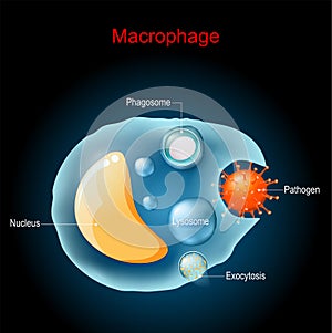Phagocytosis. Macrophage anatomy. Cell structure photo