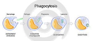 Phagocytosis. macrophage. Stages of mechanism of the immune response