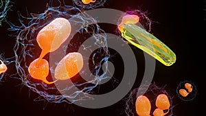 Phagocytosis. Neutrophe that uses its plasma membrane to engulf bacteria.