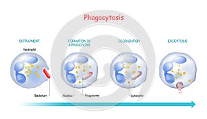 Phagocytosis. Neutrophil and bacterium