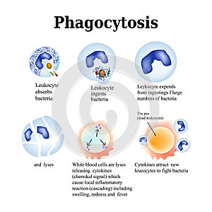 Phagocytosis. The process of destroying bacteria by leukocytes. Vector illustration isolated on white background photo