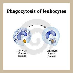 Phagocytosis. The process of destroying bacteria by leukocytes. photo