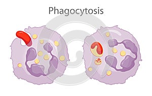 Phagocytosis is the process in which a cell engulfs a particle and digests it