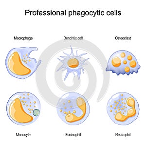 Phagocytosis. Professional phagocytic cells. Neutrophils, macrophages, monocytes, dendritic cells, osteoclasts and eosinophils photo