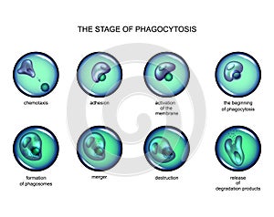 Phagocytosis stage. leukocyte photo