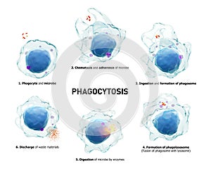 Phagocytosis . Step by step process of macrophage is swallowing and killing microbes . Isolated white background . Medical photo