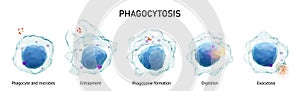 Phagocytosis . Step by step process of macrophage is swallowing and killing microbes . Isolated white background . Medical photo