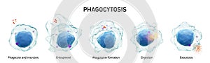 Phagocytosis . Step by step process of macrophage is swallowing and killing microbes . Isolated white background . Medical