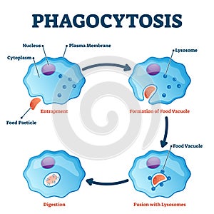 Phagocytosis vector illustration. Labeled endocytosis type educational scheme