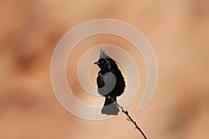 Phainopepla male at Valley of Fire State Park, Nevada