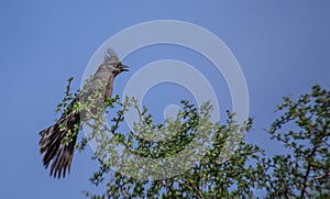 Phainopepla, Phainopepla nitens, in Tree Talking, Arizona Desert