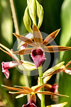 Phaius tankervilleae orchid called nun orchid