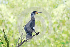 Phalacrocorax lucidus, white-breasted cormorant, massive black bird with webbed feet, long neck, curved beak sits high in a tree,