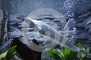The phalacronotus bleekeri fish in water