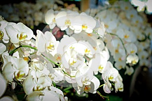 Phalaenopsis