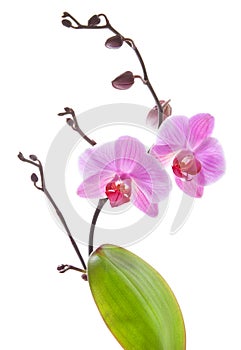 Phalaenopsis,