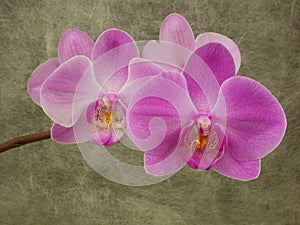 Phalaenopsis