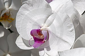 Flowering white moth orchid with purple centre photo