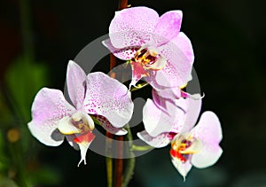 Phalaenopsis Amsterdam Jordan Beautiful Orchid Flower