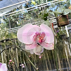 Phalaenopsis asmabilis. The origin orchid from Indonesia