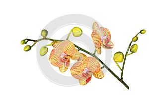 Phalaenopsis Baldan's Orchid