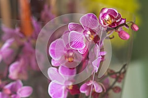 Phalaenopsis beautiful flowers