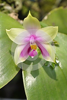 Phalaenopsis Belina Orchid is blooming