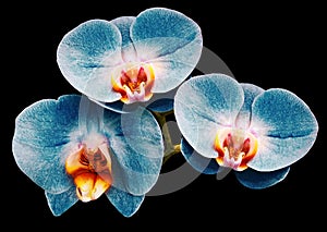 Phalaenopsis blue flower, black isolated background with clipping path. Closeup. no shadows. For