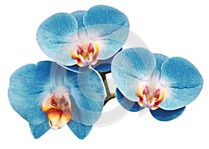 Phalaenopsis blue flower, white isolated background with clipping path. Closeup. no shadows. For design.
