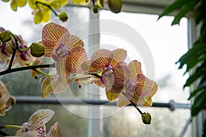 Phalaenopsis Blume orchid blooming indoors