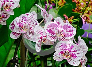 Phalaenopsis Blume orchid flowers at the Botanic Garden in Singapore