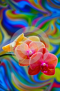 Phalaenopsis blume orchids with psychedelic abstract background , m,