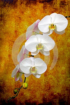 Phalaenopsis blume white orchids against dark grunge background 