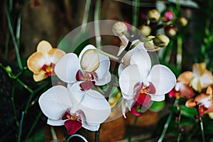 A Phalaenopsis Blume or white and purple Moon Orchid flower