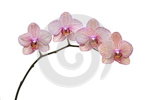 Phalaenopsis Branch photo