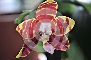 Phalaenopsis BROTHER AMBO PASSION `HSIA   49 ` ORCHID, PHALENOPSIS