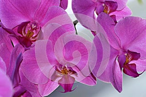 The phalaenopsis or butterfly orchid has large flowers