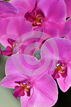The phalaenopsis, or butterfly orchid, is a popular houseplant