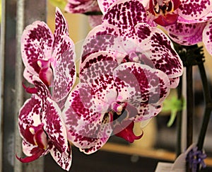 Phalaenopsis `Chian Xen Diamond`, hybrid cultivar